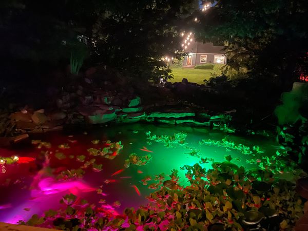 Koi Pond Oasis