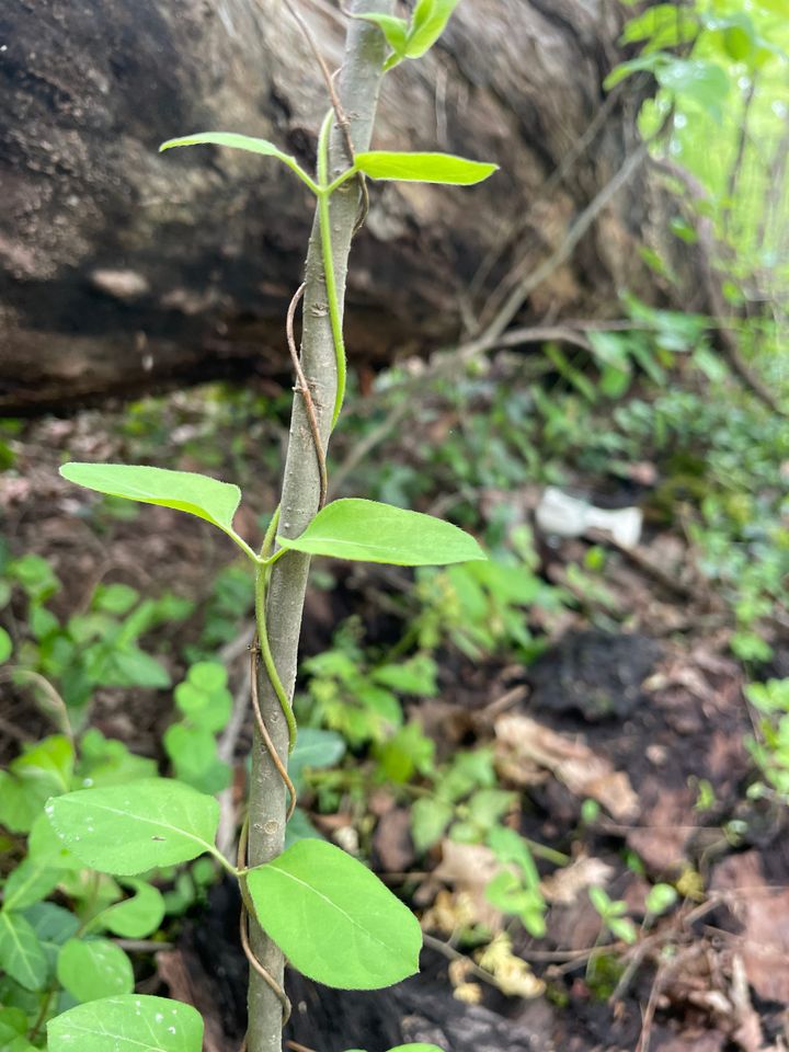 My First Day as a Pagan