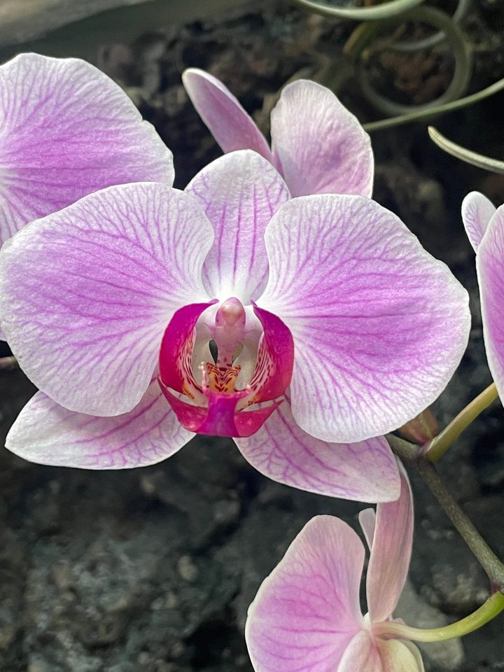 Welcome to Sin & Tonic