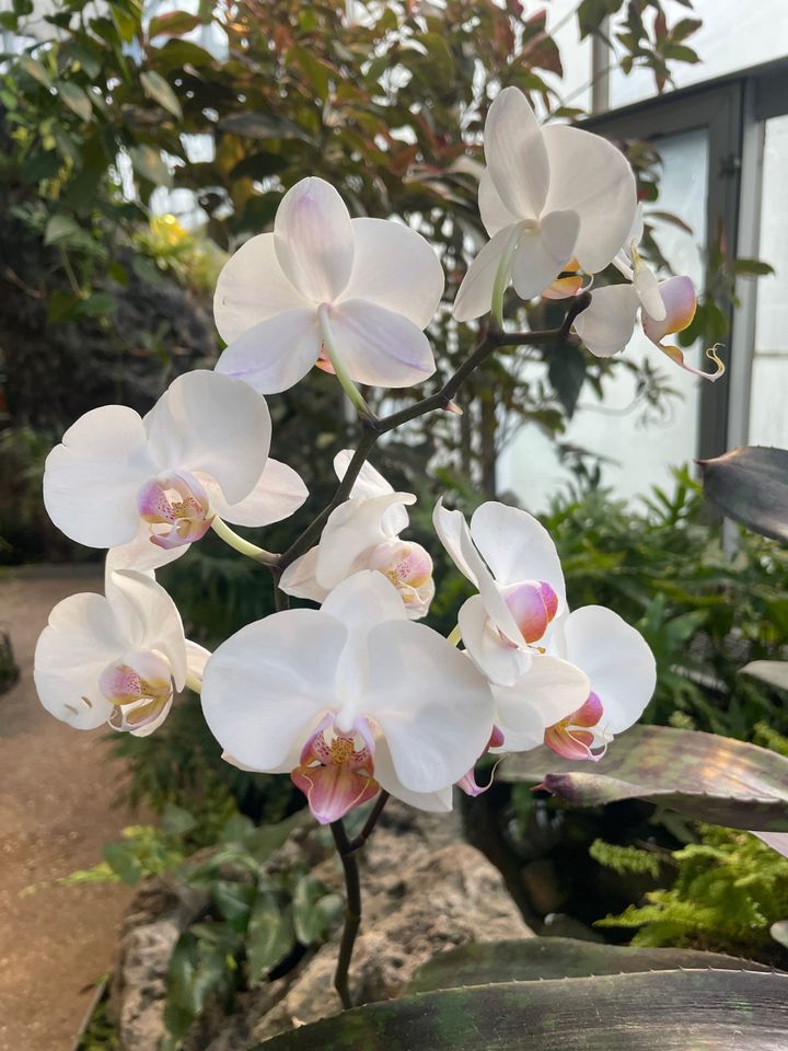 A New Year Message for the Harem