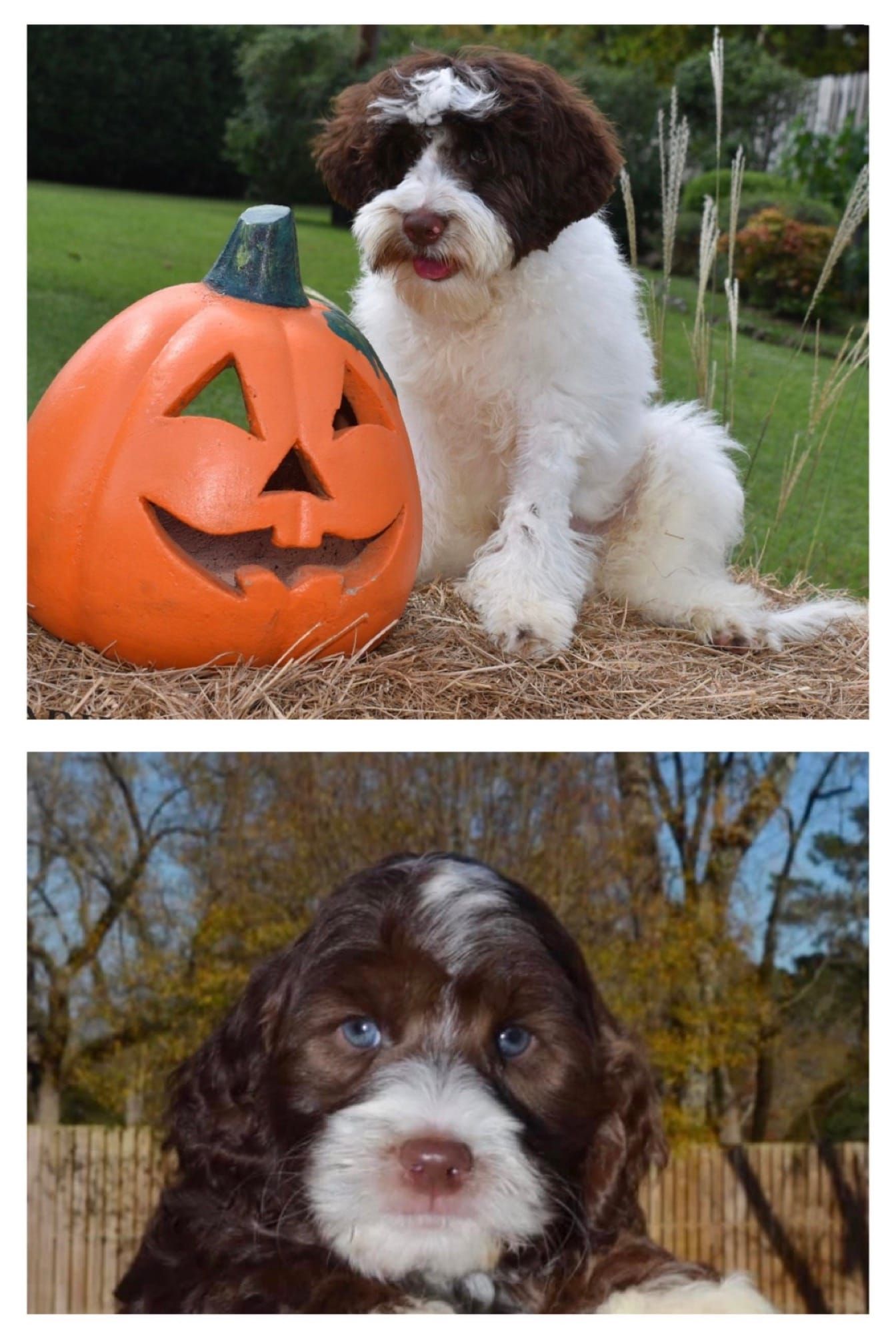 Our Pups Improve Our Lives