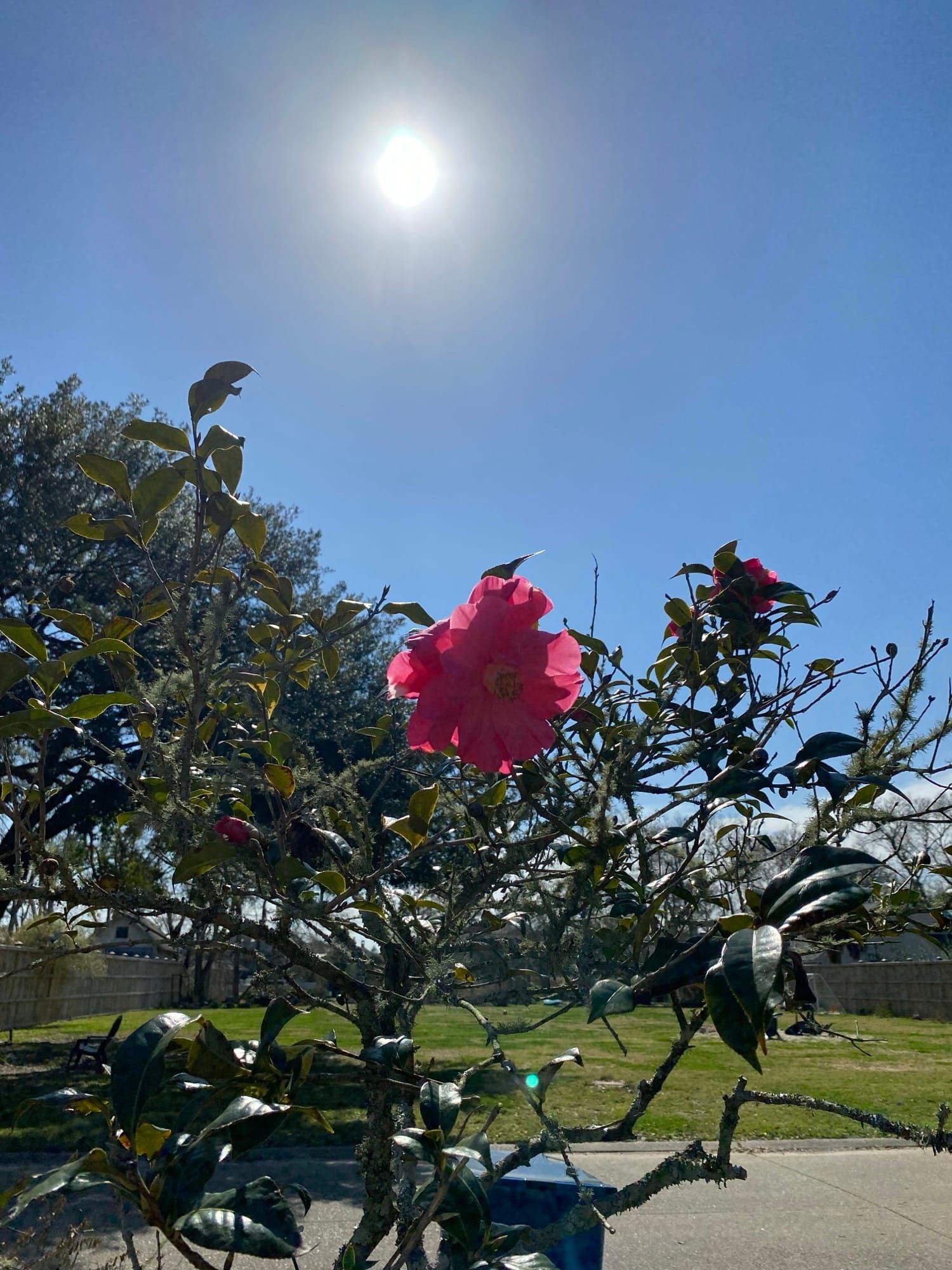 Blooming from Heaven