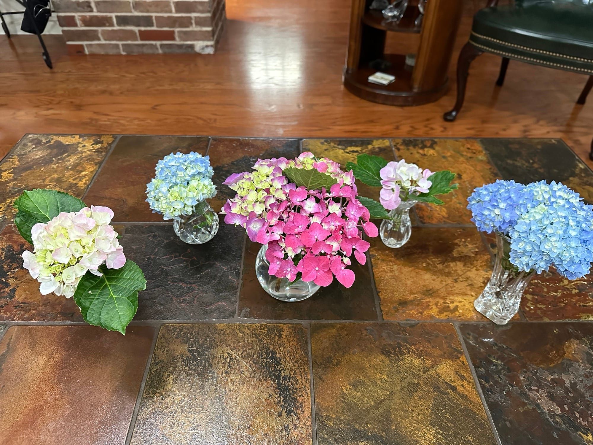 Hydrangea Fascination