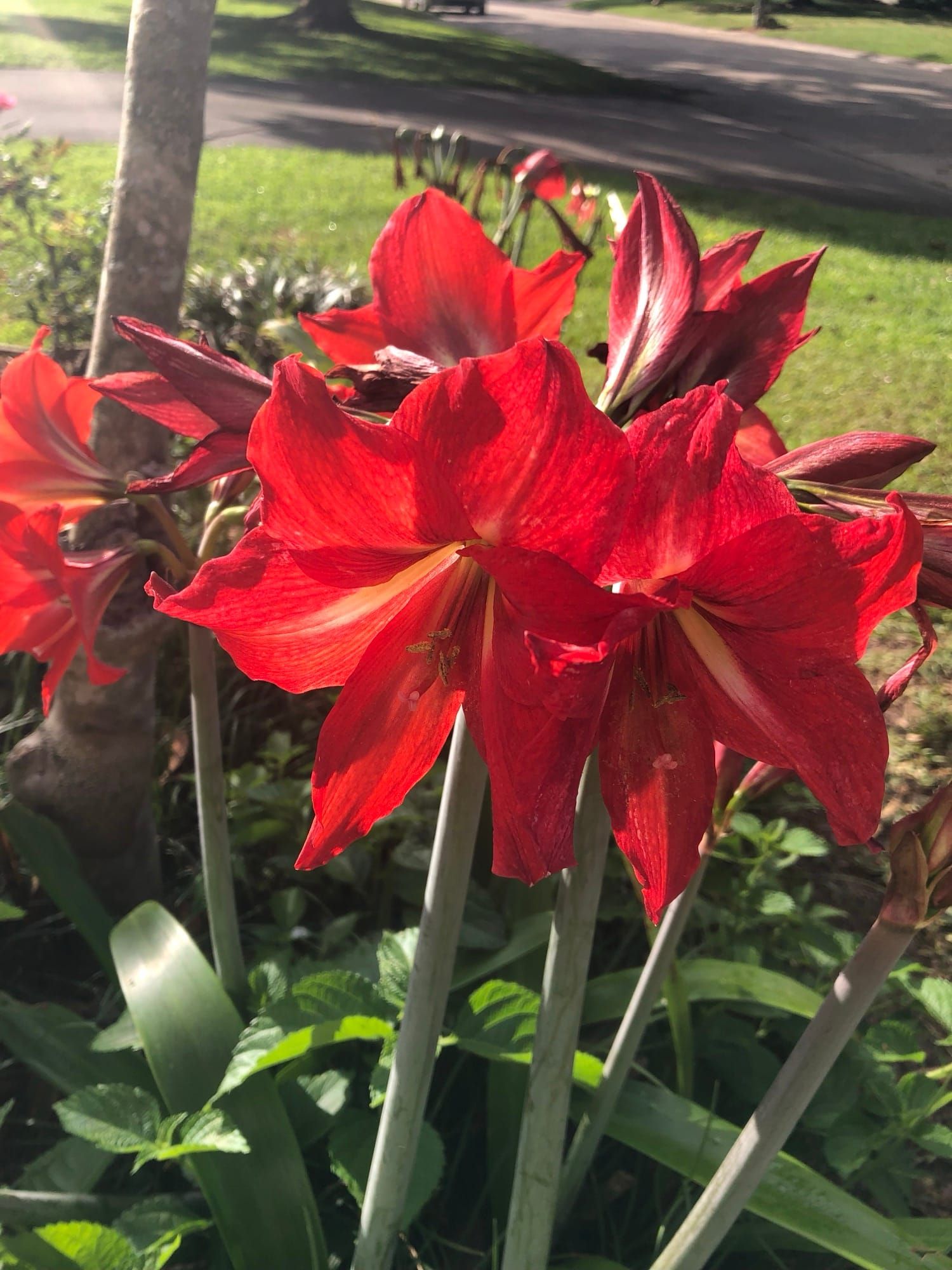 Joy from Amaryllis