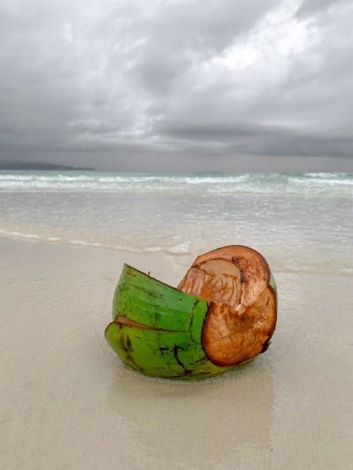 Cracked open coconut on the beach