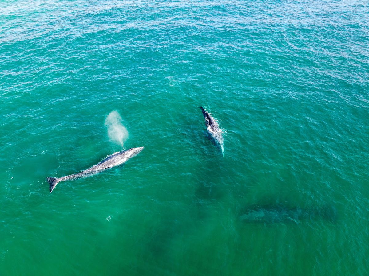 Season 51, Episode 4: Where There's a Whale, There's a Way*