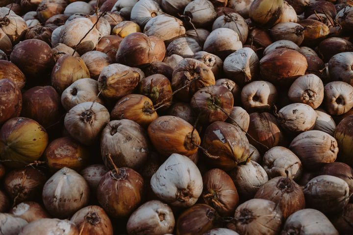 Season 50, Episode 8: A Whole Lot of Coconuts