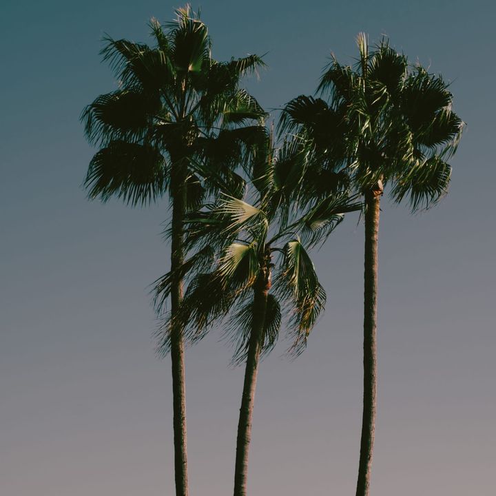 3 palm trees