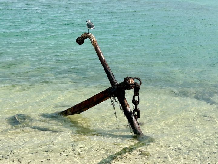 Seagull standing on an anchor in the shallow ocean water