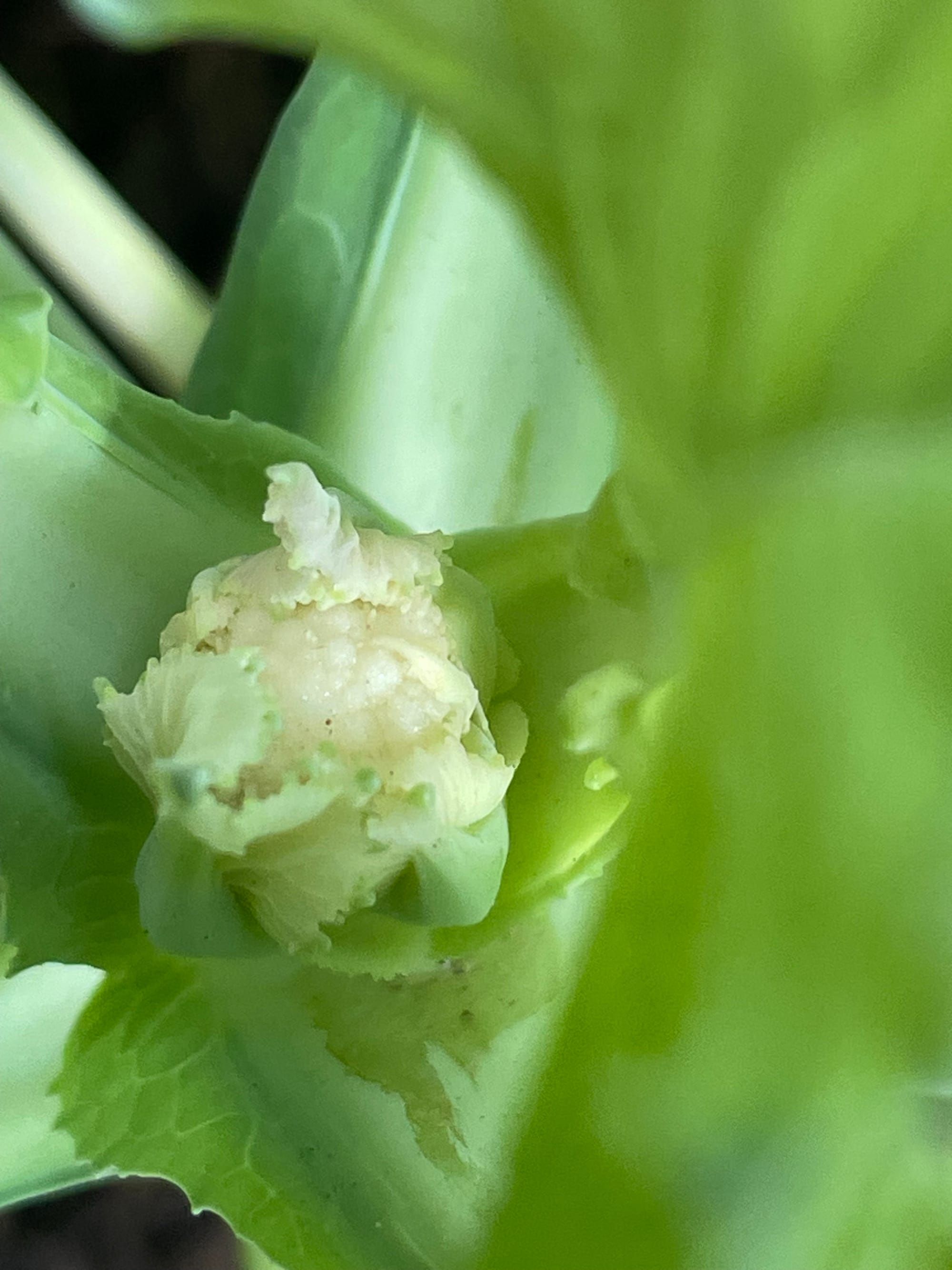 My First Baby Cauliflower — I Almost Missed It