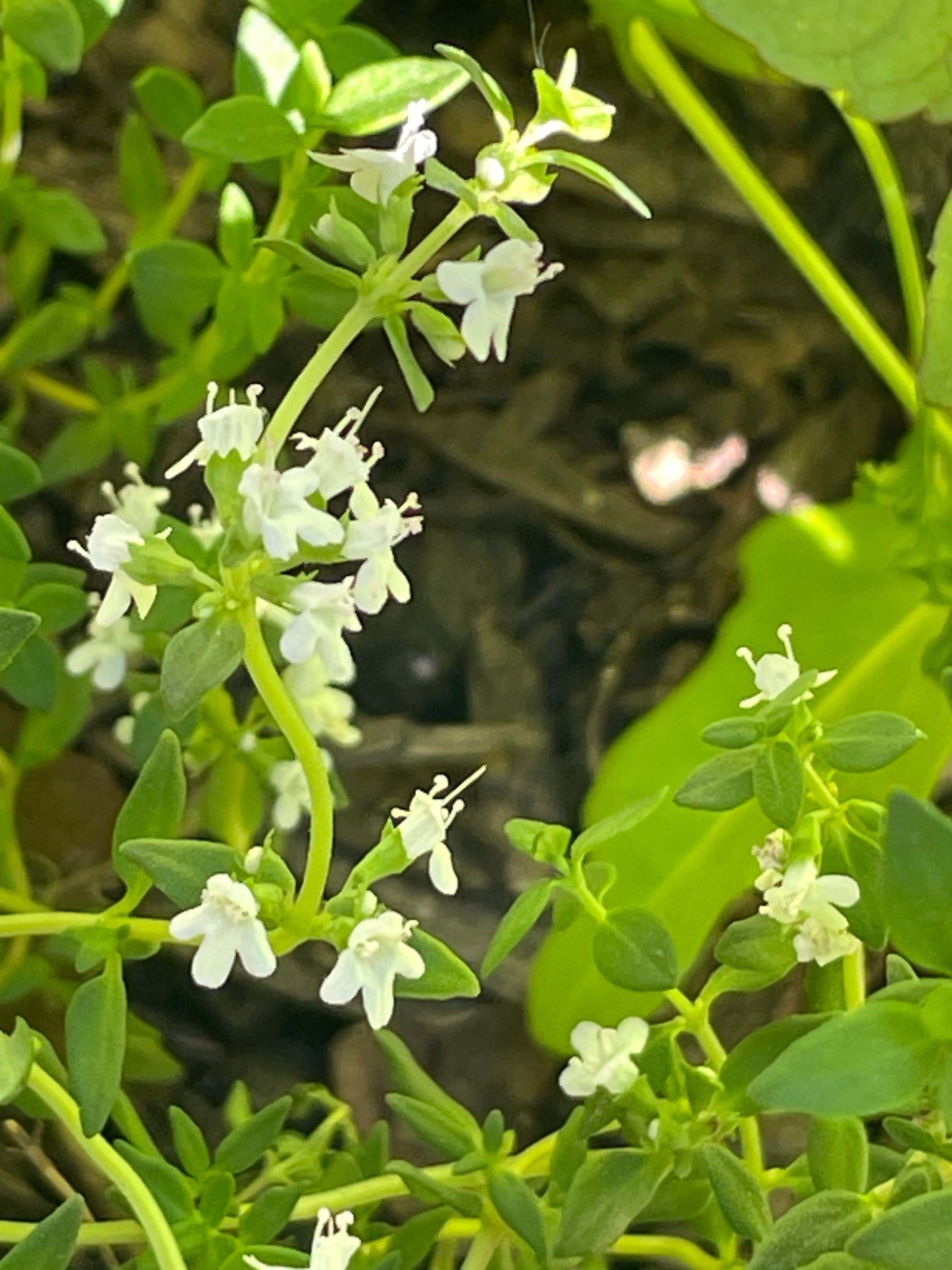 Thyme, in Flower