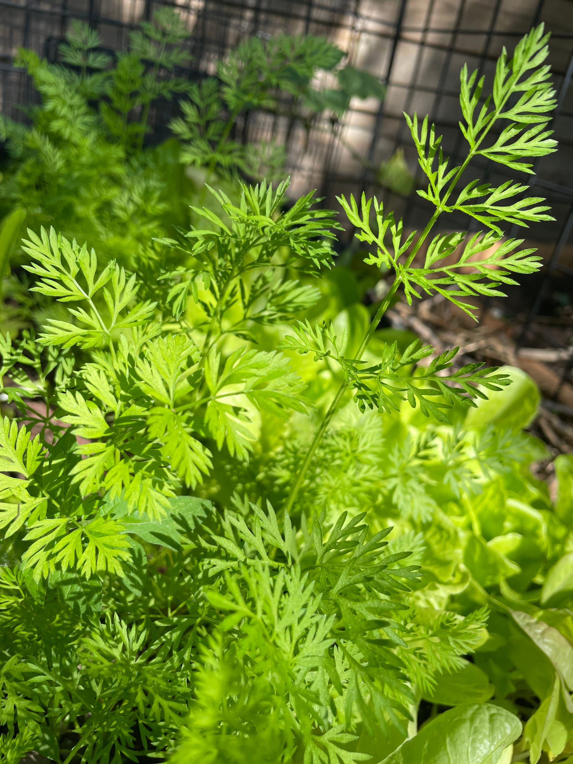 I Wait Too Long to Thin My Carrots Every Year