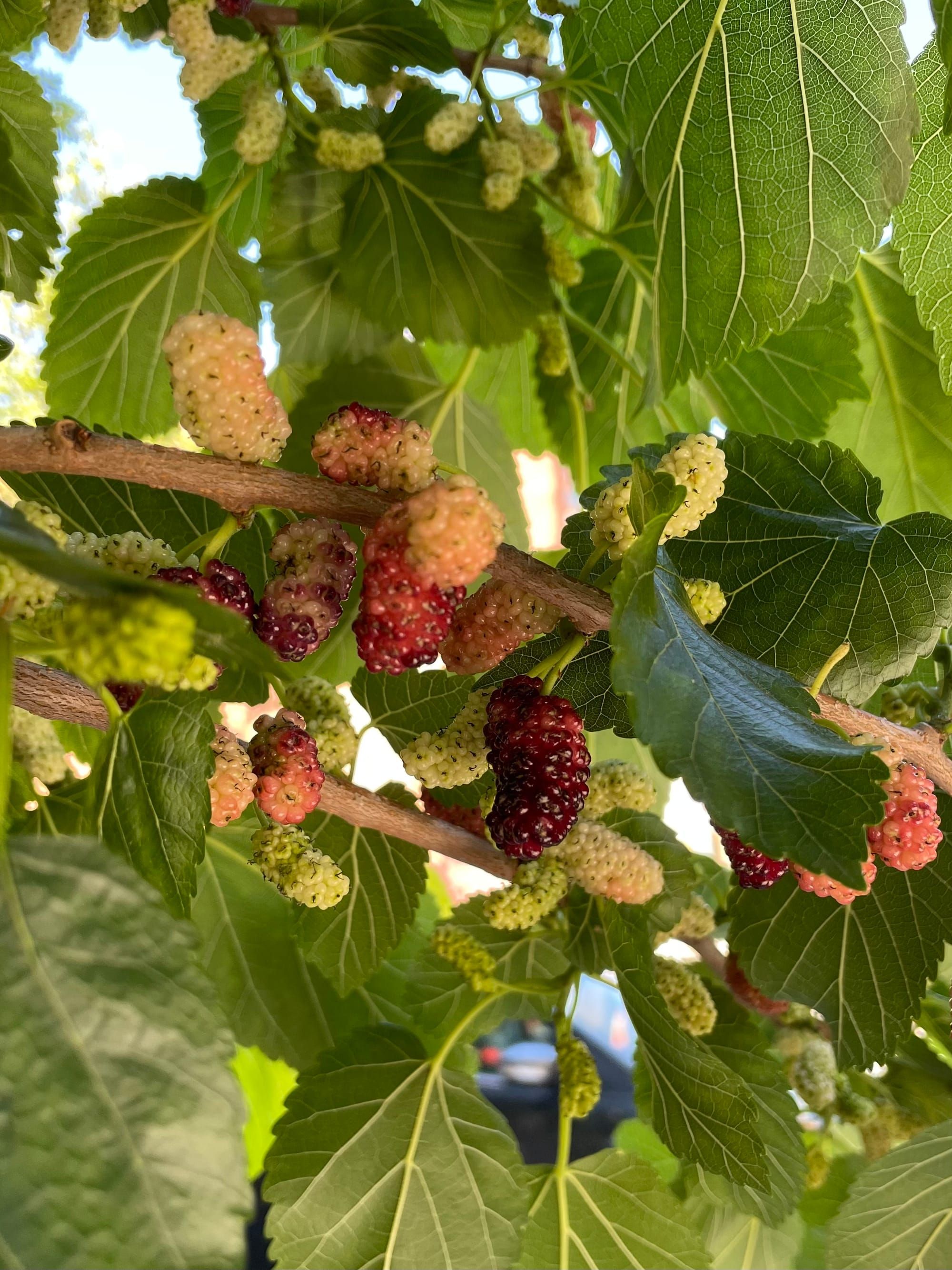 The Mulberries are Back