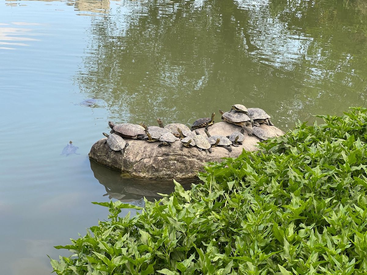 Narrativesaw 電子報 #13