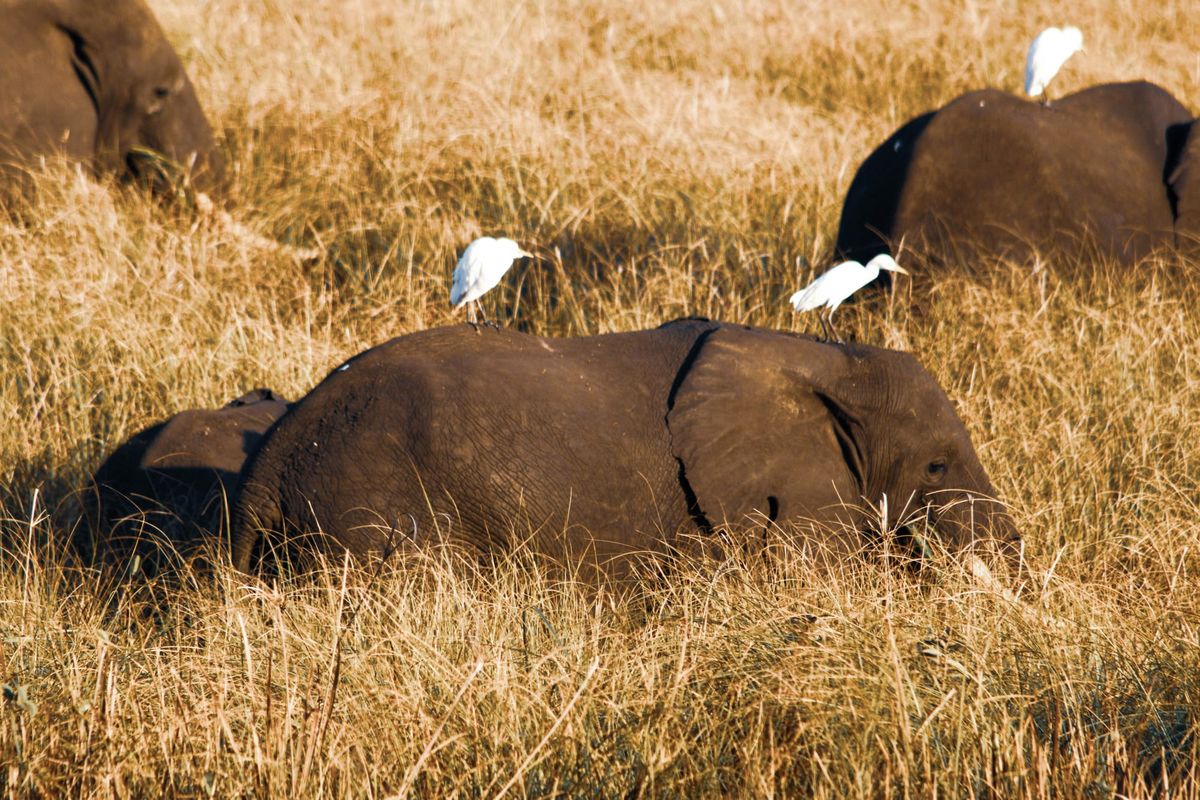 When conservation becomes political