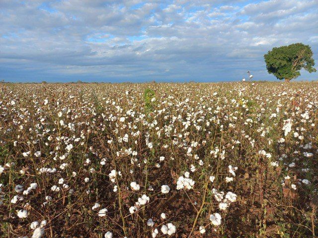 250,000 livelihoods at risk as Plexus withdraws from Mozambique