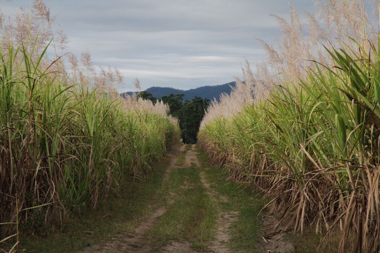A sugar cane field