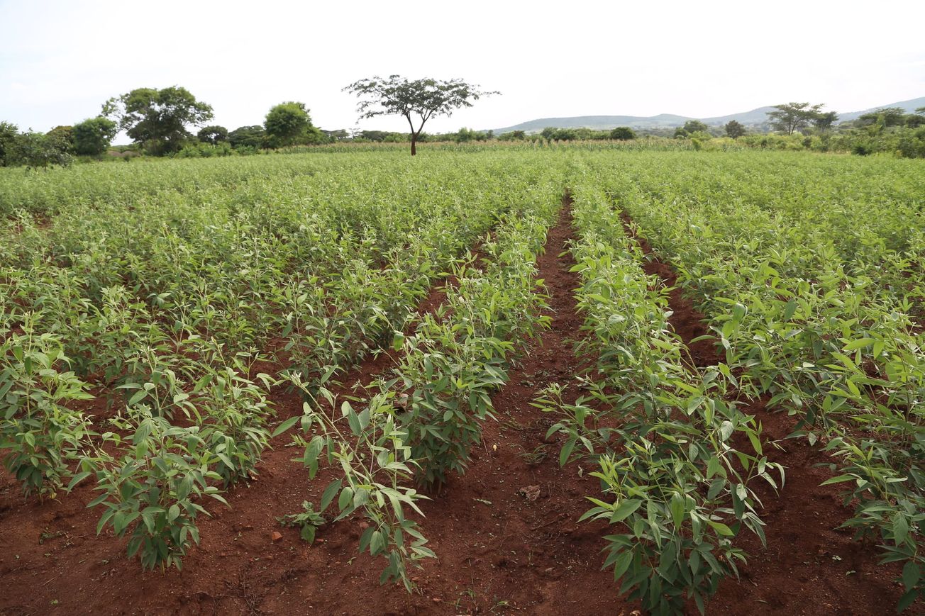 Agri-trader appeals to President Nyusi over battle with Royal Group