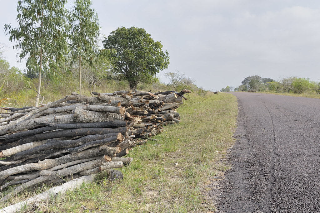 Vast illegal timber exports to China help finance Mozambique’s insurgency, says report