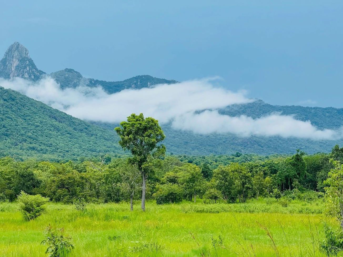 Behind the insurgent attacks on the Niassa Special Reserve