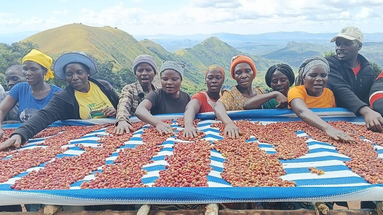 Mozambican coffee moves from fashion trend to large-scale production