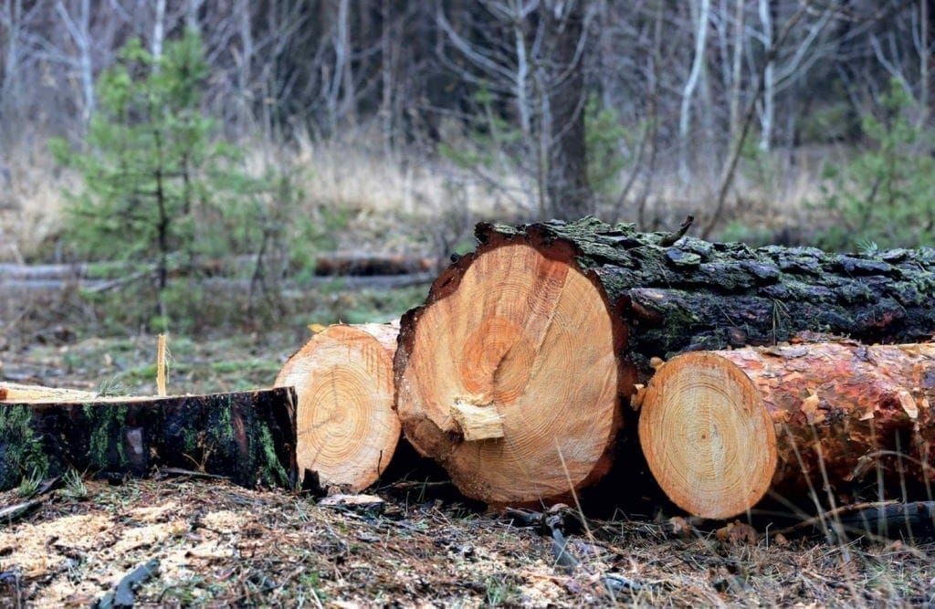 Mozambican timber: stunted growth