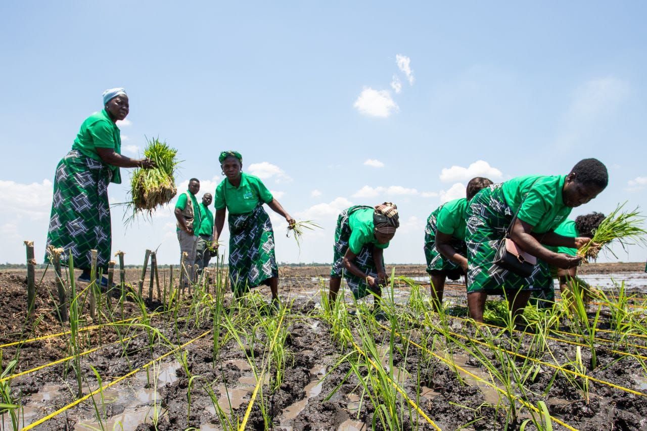 A sledgehammer to crack a grain of rice