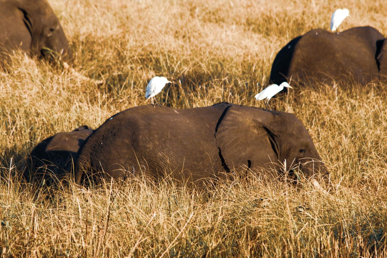 When conservation becomes political