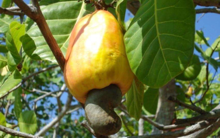 The cashew rules are the easy part