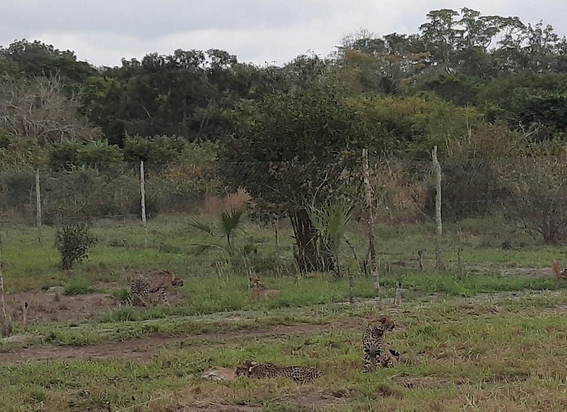 Privinvest sent $50m to set up ship repair company, not pay bribes, court hears; Police arrest, then release, two Rwandan refugees in Maputo