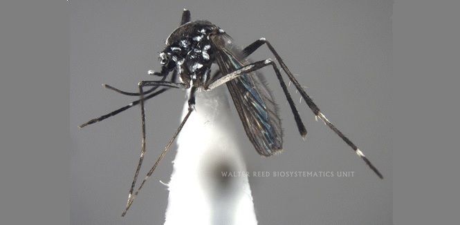 Zika- and dengue-carrying 'Asian tiger' mosquito found in Mozambique