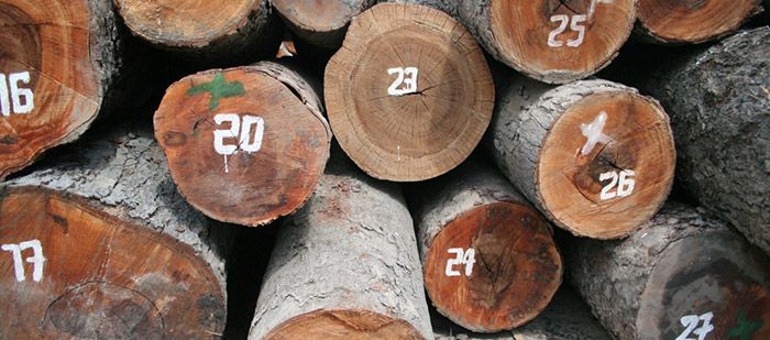 Obtala to keep Mozambique forestry projects "ticking over" despite regulatory muddle