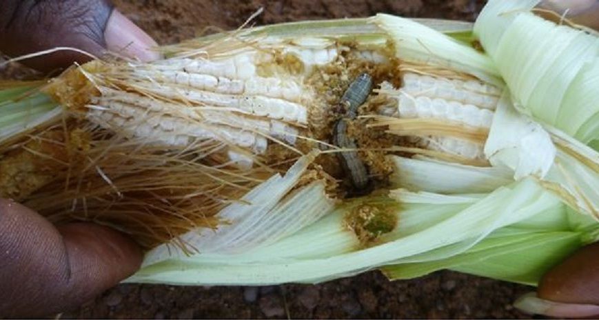 ‘Armyworm’ pest threatens Mozambique crops after Zambia infestation