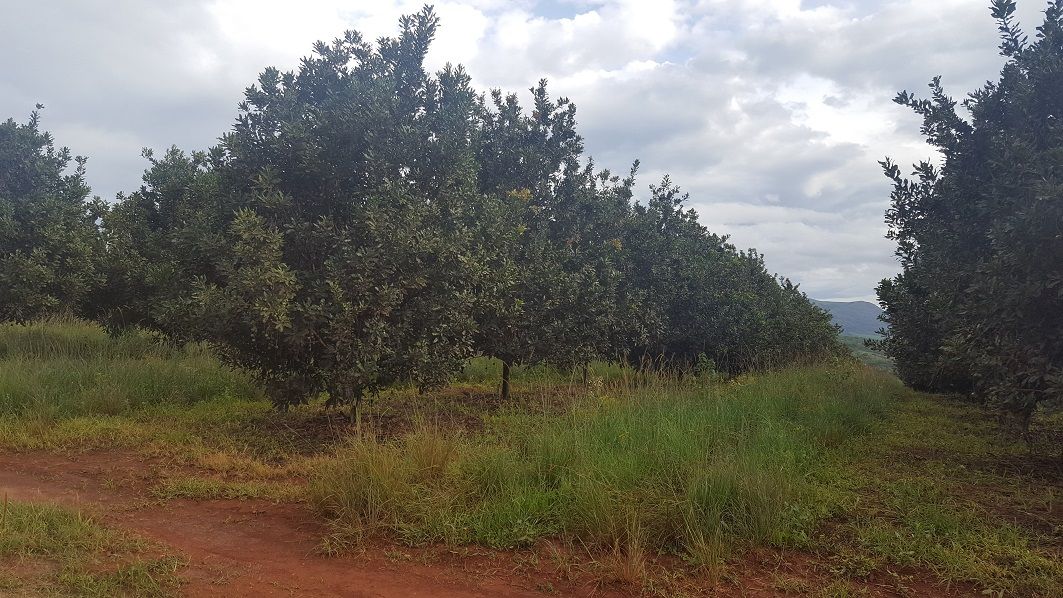 Mozambique’s agri-exporters look for better 2017 as peace returns