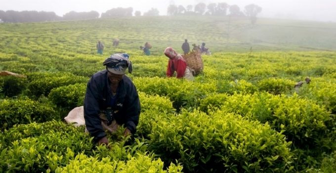 Mozambique tea industry in peril, producers warn