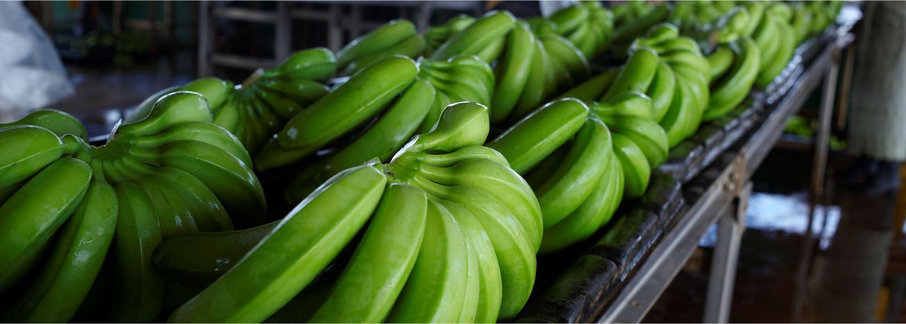 UK invests in $3.35m project to grow Mozambique bananas for SA market
