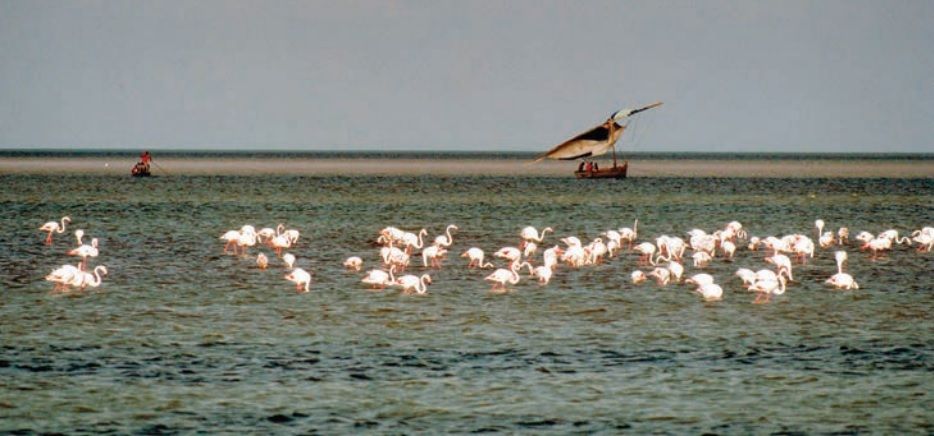 Mozambique puts temporary ban on shrimp fishing