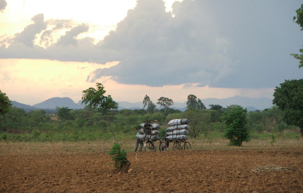 Sales of smuggled Mozambican charcoal booming in Malawi