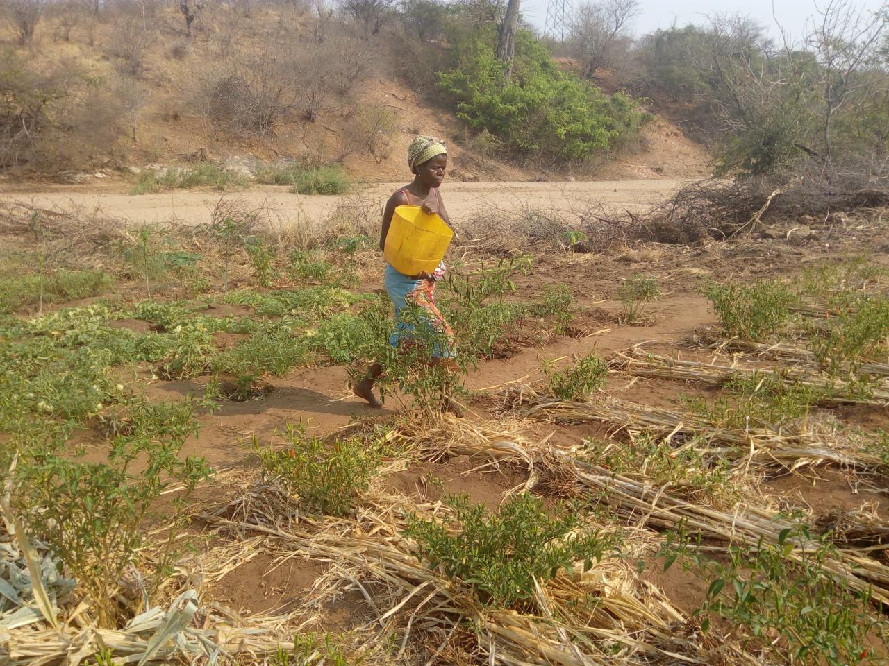 Mozambique met office forecasts normal rains this season