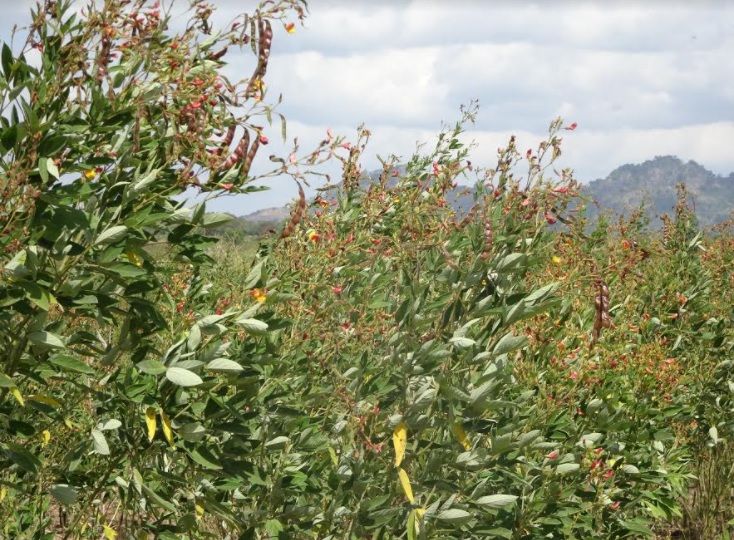 From boom to bust: pigeon pea shortage expected next year