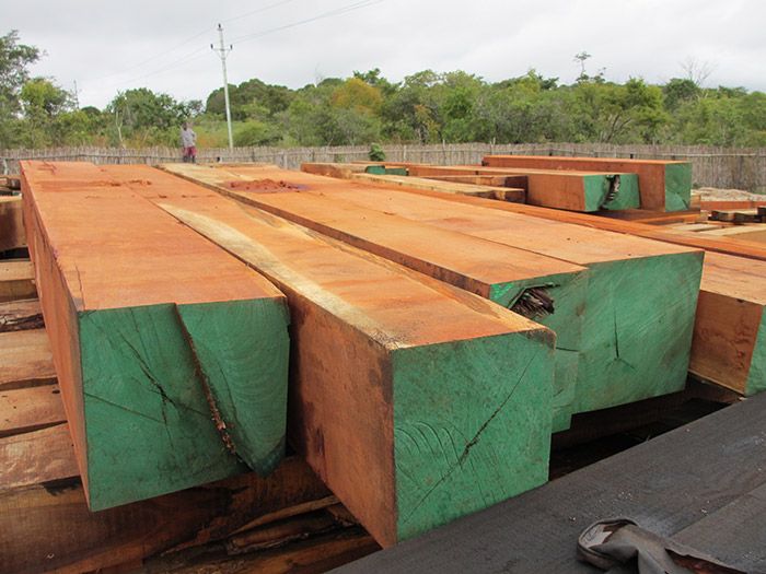 Obtala could ‘eliminate’ Mozambique forestry arm as chairman invests $14m
