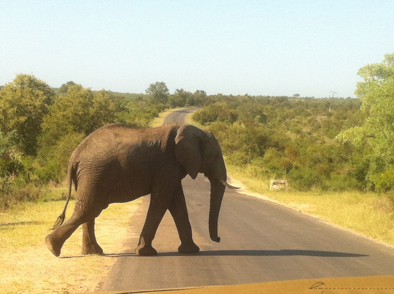 High-tech surveillance aims to end poaching in Mozambique