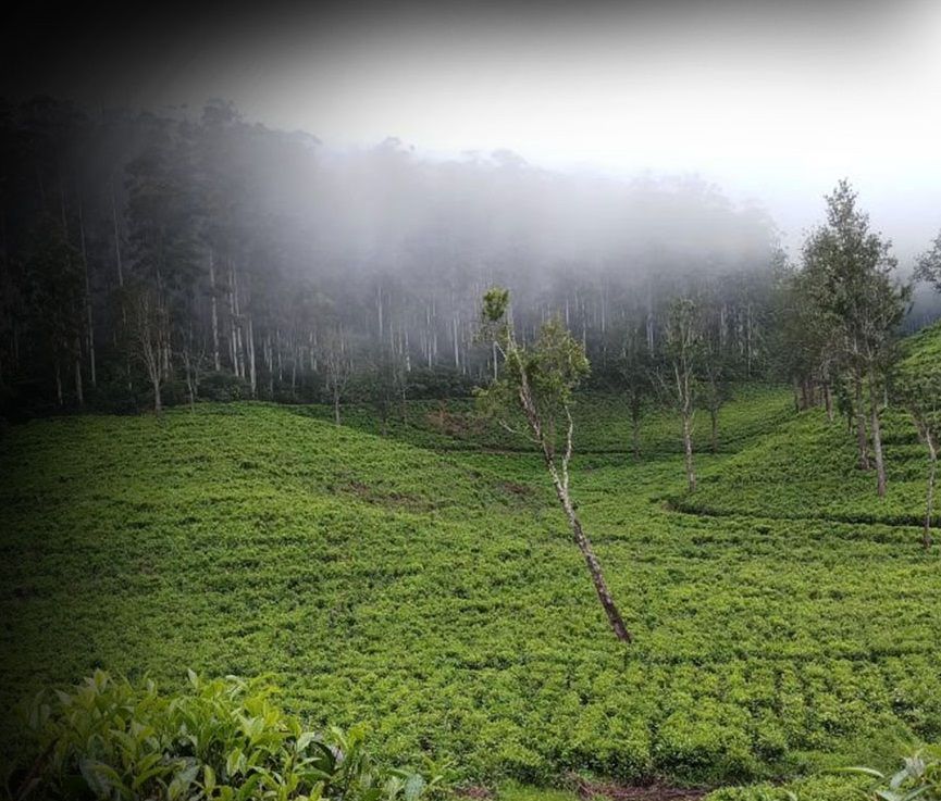 Mozambique’s tea producers thirsty for government support