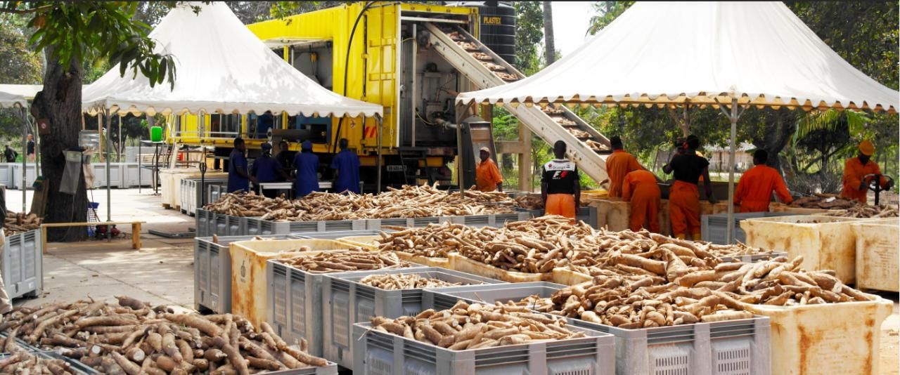Mozambique cassava producer adds bread to its daily beer
