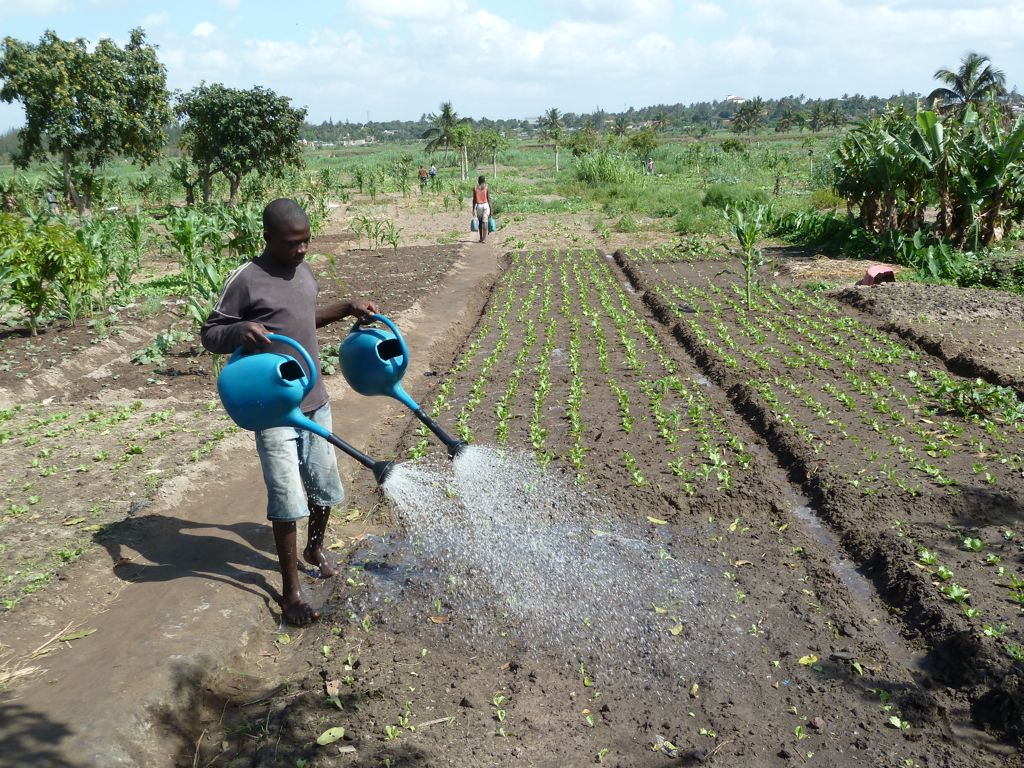 Mozambique takes first steps to stem dangerous use of pesticides