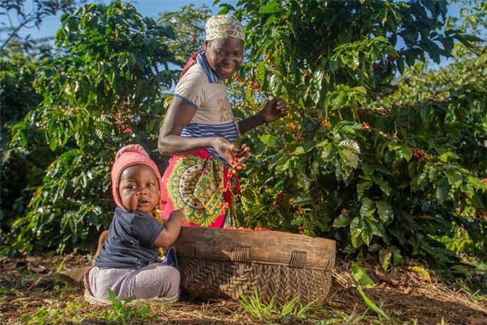 Gorongosa Coffee to partner with Swiss coffee giant