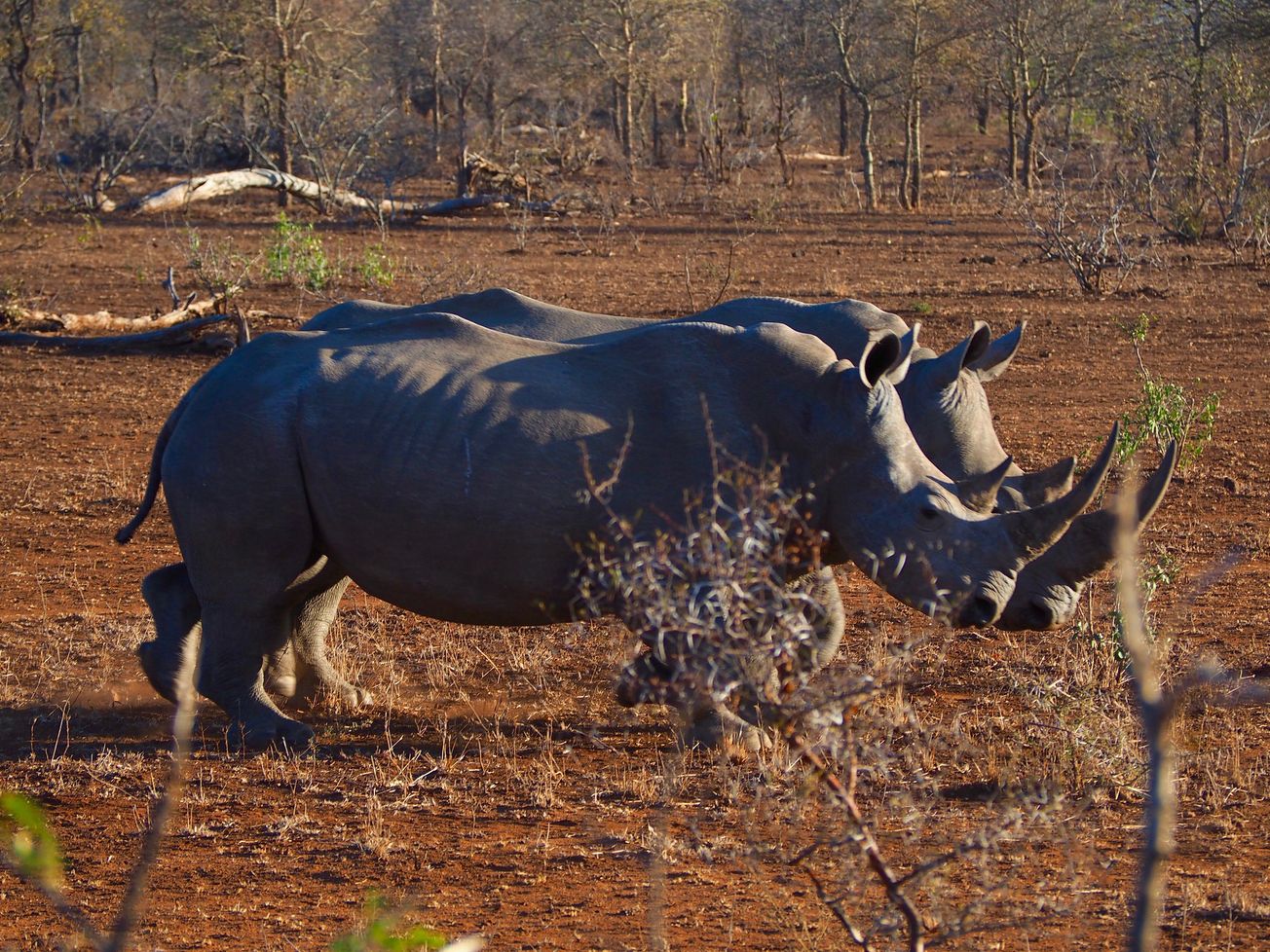 Rhino poaching baron arrested after decade of impunity