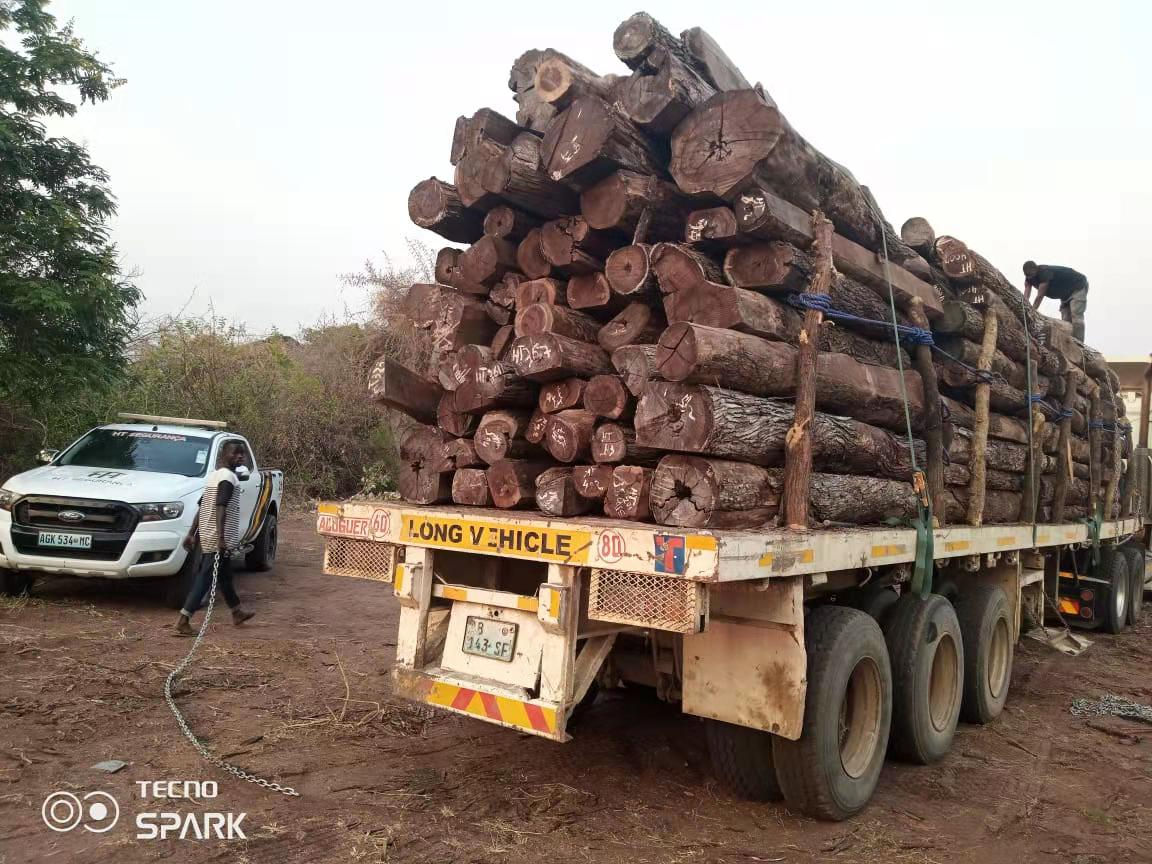 Chinese businessmen in Sofala export thousands of tonnes of illegal logs, data shows