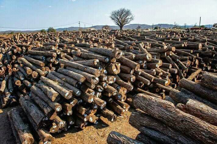 Chinese logger exports thousands of tonnes of Mozambican timber in defiance of ban