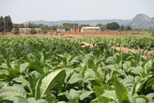 mozambique leaf tobacco Mozambique imports 'sample' batch of tobacco from Zimbabwe